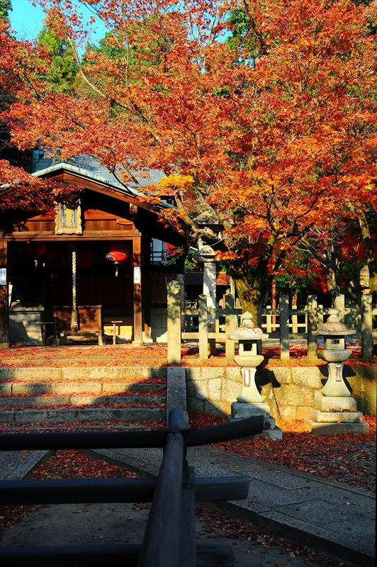 1076_洛東 竹中稲荷神社_京都