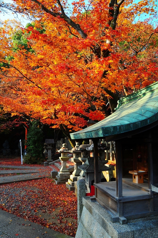 1077_洛東 竹中稲荷神社_京都