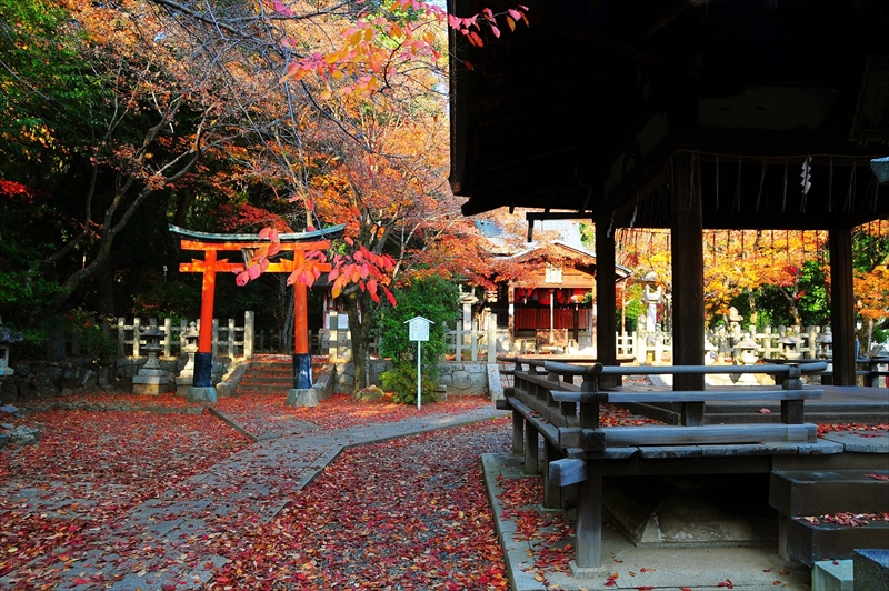 1079_洛東 竹中稲荷神社_京都