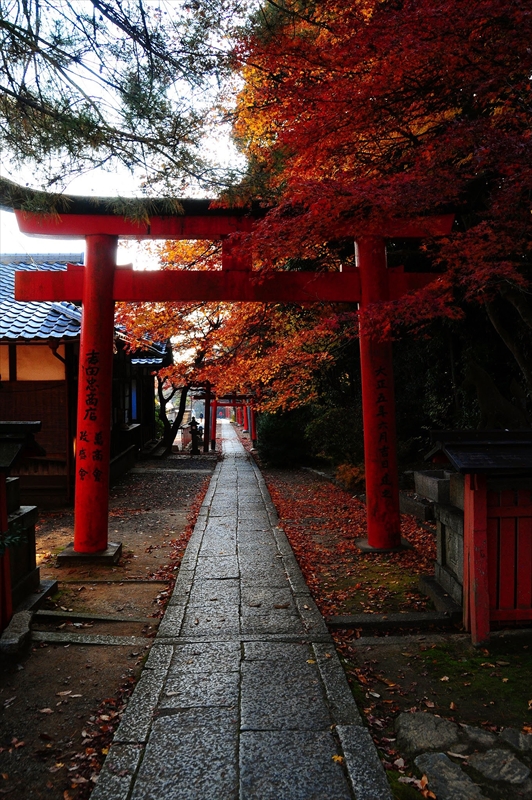 1080_洛東 竹中稲荷神社_京都