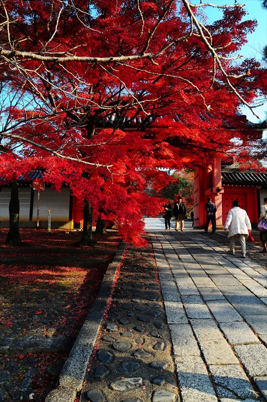 1095_洛東 真正極楽寺 (真如堂)_京都