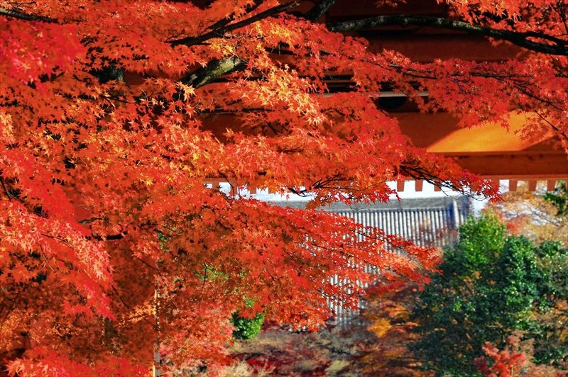 1096_洛東 真正極楽寺 (真如堂)_京都