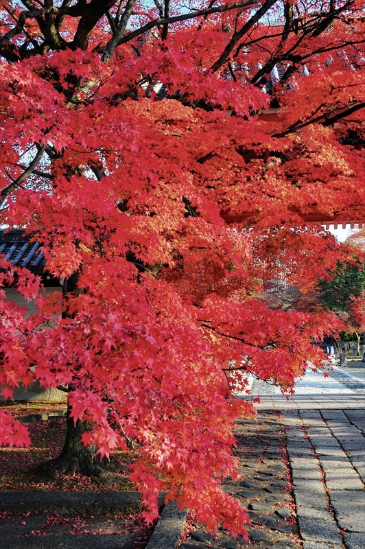 1097_洛東 真正極楽寺 (真如堂)_京都