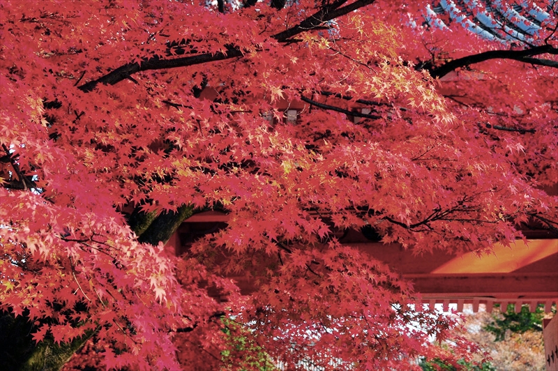 1098_洛東 真正極楽寺 (真如堂)_京都