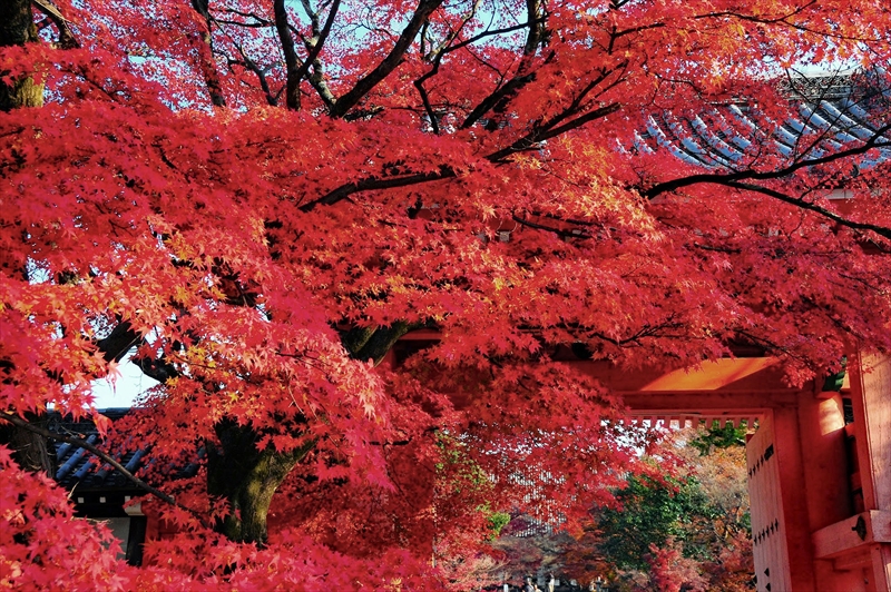 1099_洛東 真正極楽寺 (真如堂)_京都