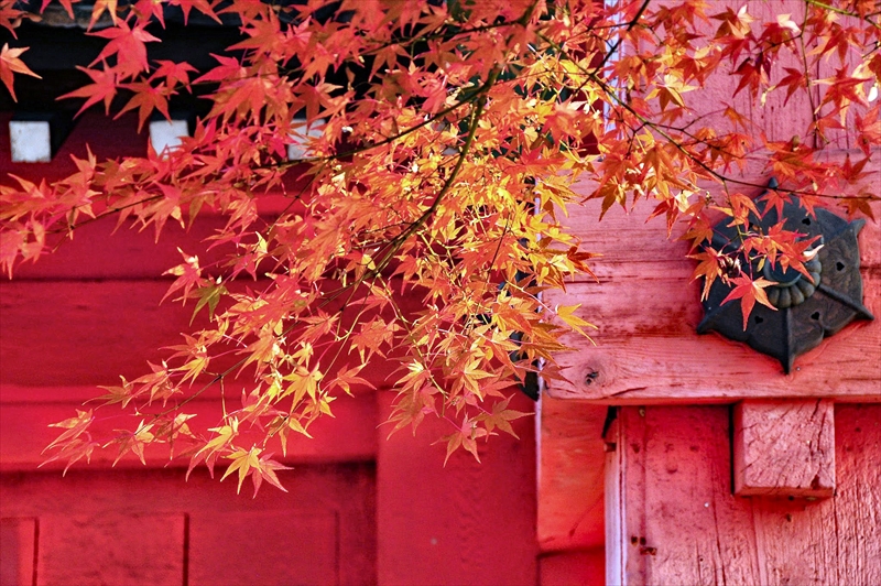 1100_洛東 真正極楽寺 (真如堂)_京都