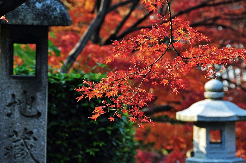 1101_洛東 真正極楽寺 (真如堂)_京都