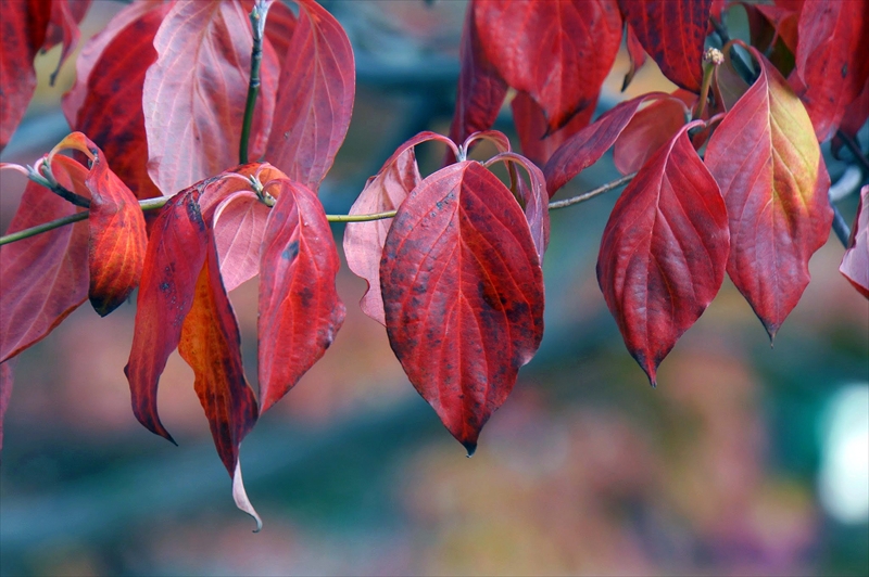 1135__横浜市新羽町_神奈川