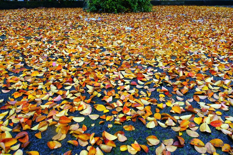 1136__横浜市新羽町_神奈川