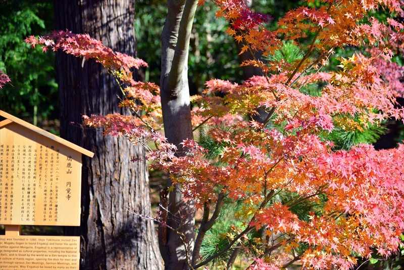1064_鎌倉円覚寺_神奈川