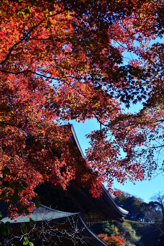 1066_鎌倉円覚寺_神奈川
