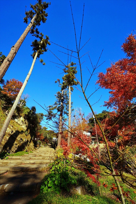 1068_鎌倉円覚寺_神奈川