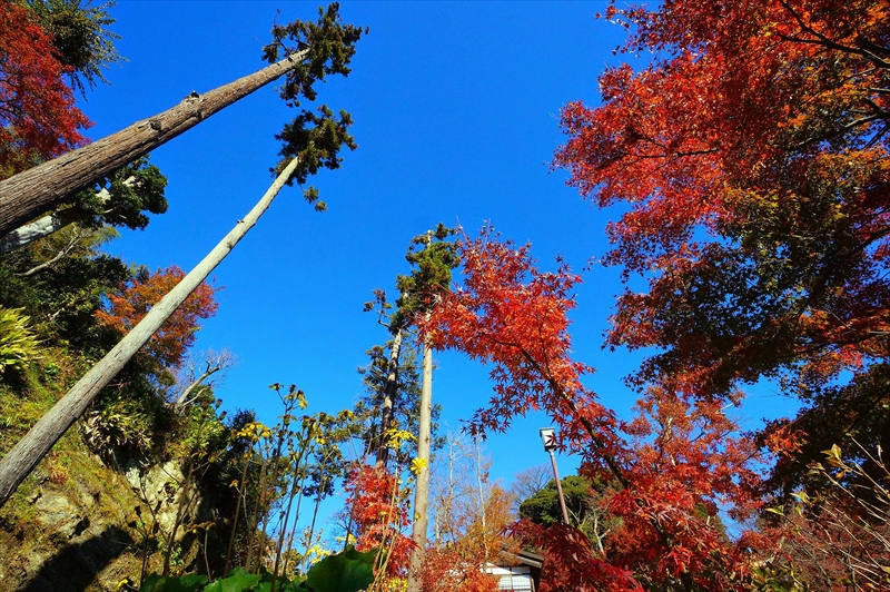 1069_鎌倉円覚寺_神奈川