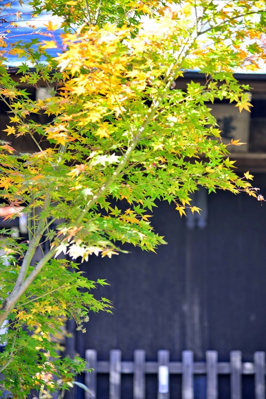 1070_鎌倉円覚寺_神奈川