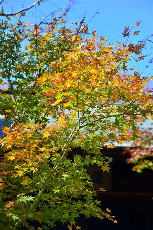 1071_鎌倉円覚寺_神奈川
