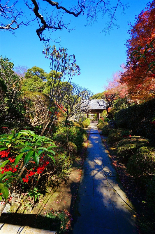 1072_鎌倉円覚寺_神奈川