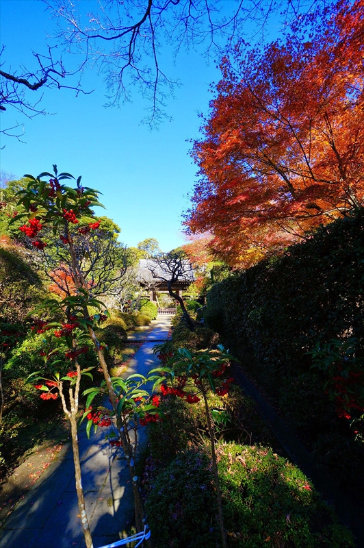 1073_鎌倉円覚寺_神奈川