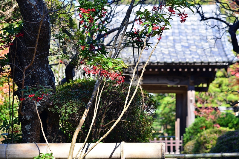 1077_鎌倉円覚寺_神奈川