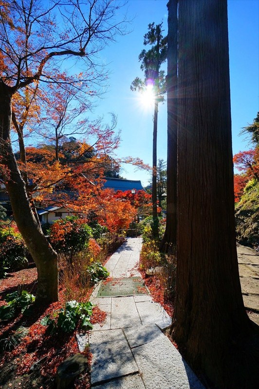 1079_鎌倉円覚寺_神奈川