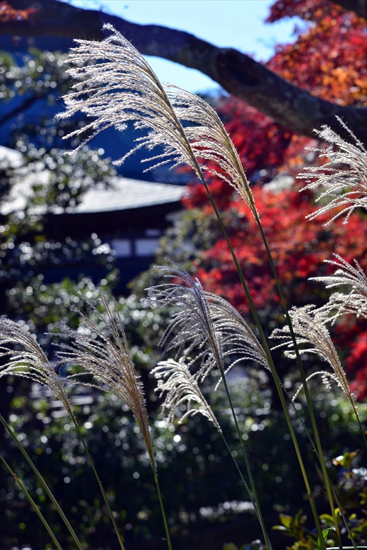 1080_鎌倉円覚寺_神奈川