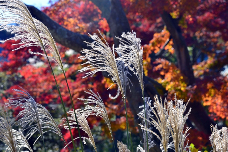 1081_鎌倉円覚寺_神奈川