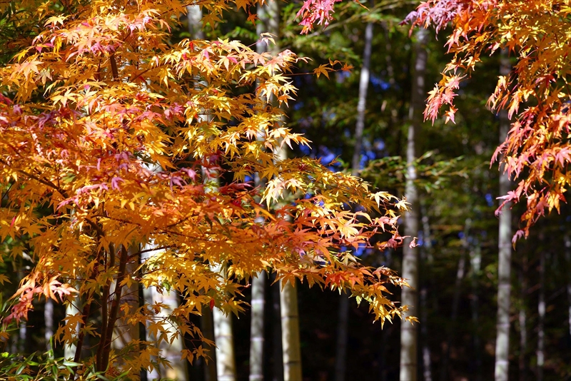 1085_鎌倉円覚寺_神奈川