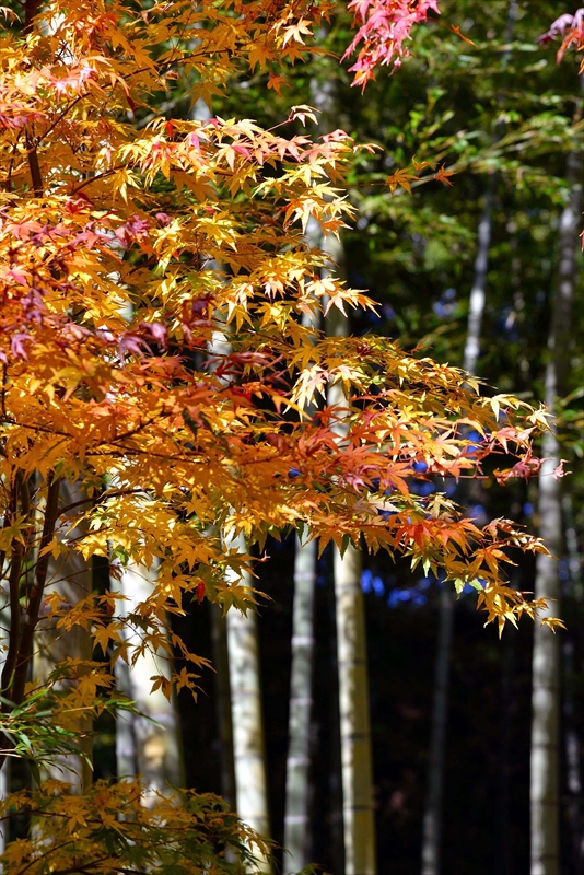1086_鎌倉円覚寺_神奈川