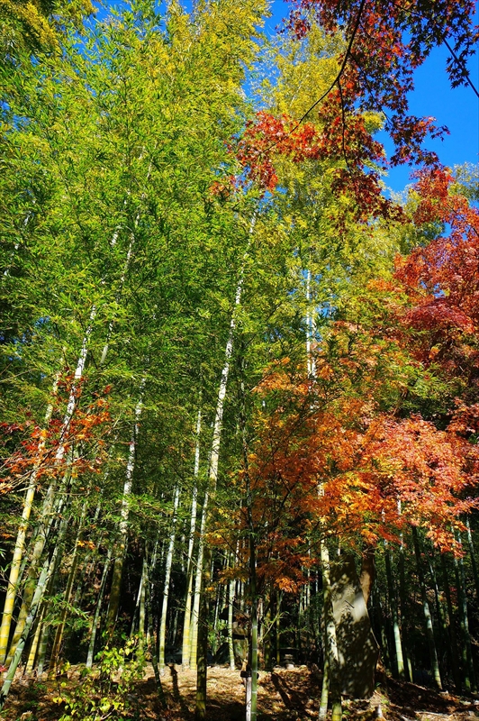 1087_鎌倉円覚寺_神奈川