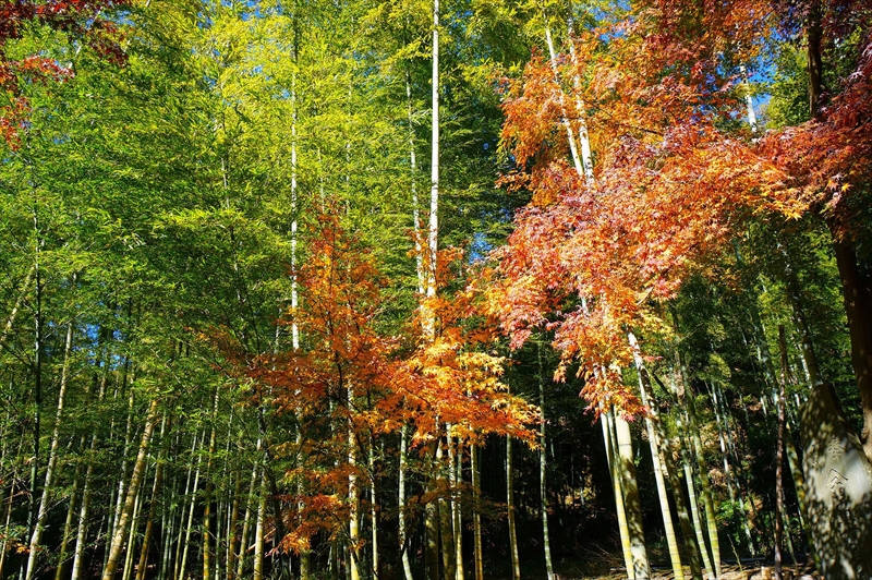 1088_鎌倉円覚寺_神奈川