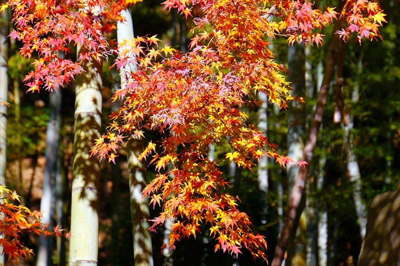 1089_鎌倉円覚寺_神奈川