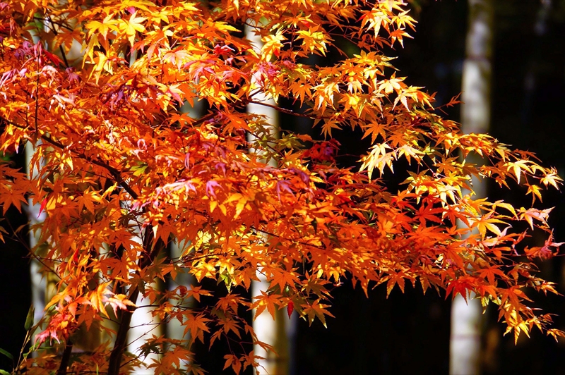 1090_鎌倉円覚寺_神奈川
