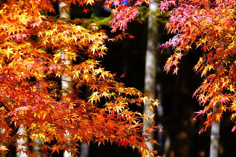 1091_鎌倉円覚寺_神奈川