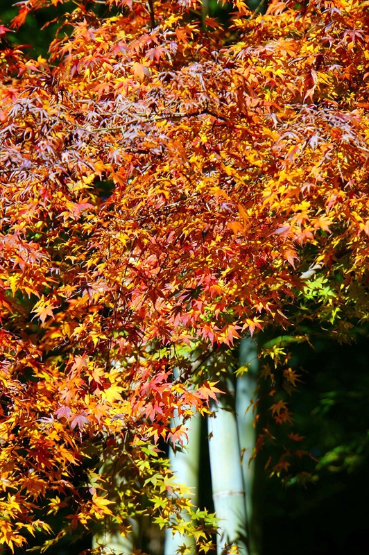 1092_鎌倉円覚寺_神奈川