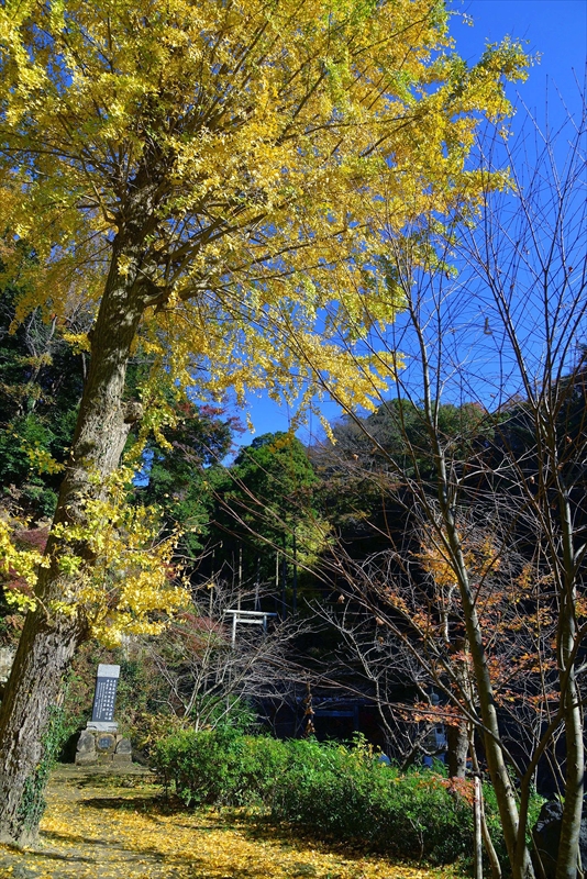 1093_鎌倉円覚寺_神奈川