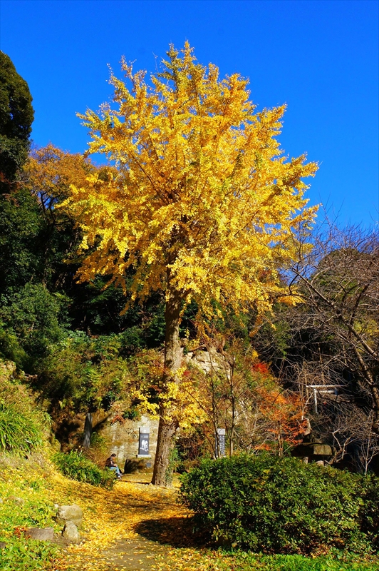 1094_鎌倉円覚寺_神奈川