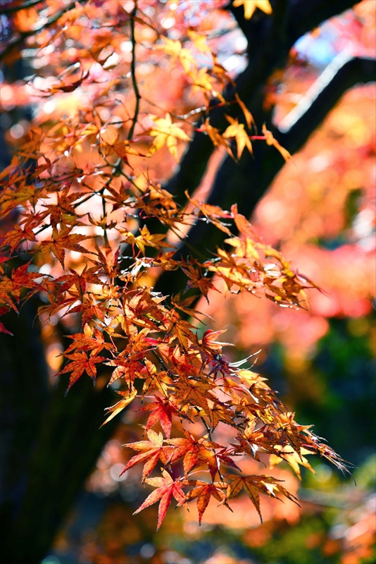 1096_鎌倉円覚寺_神奈川
