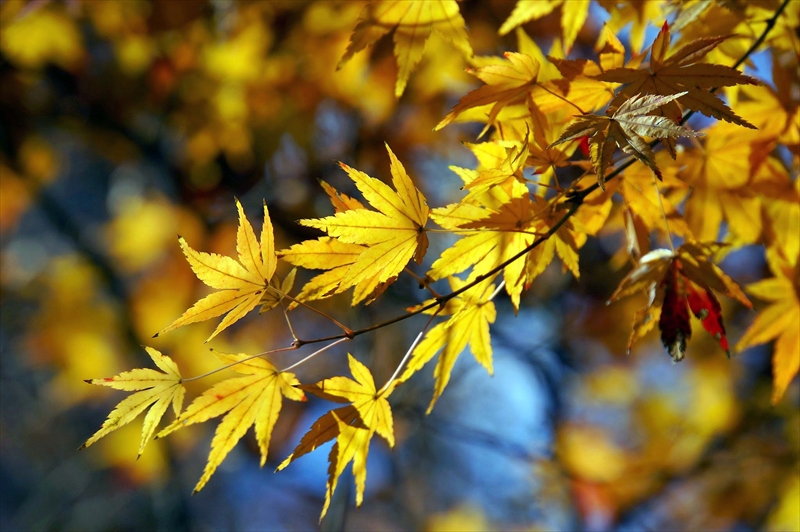 1137__横浜市新羽町_神奈川