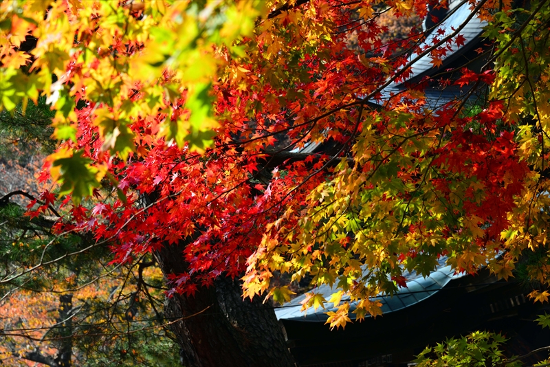 1011_宝珠山 立石寺（山寺）_山形