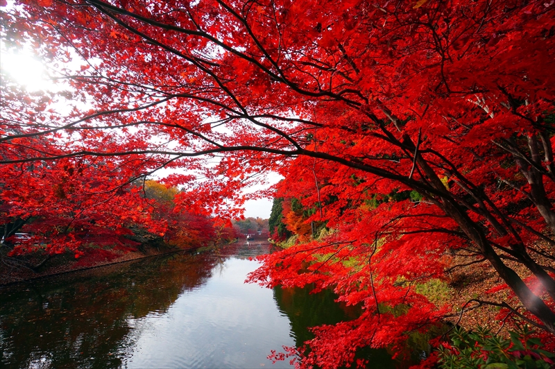 1008_弘前公園_青森