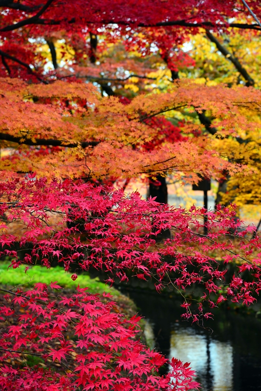 1026_弘前公園_青森