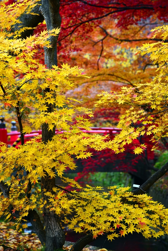1029_弘前公園_青森