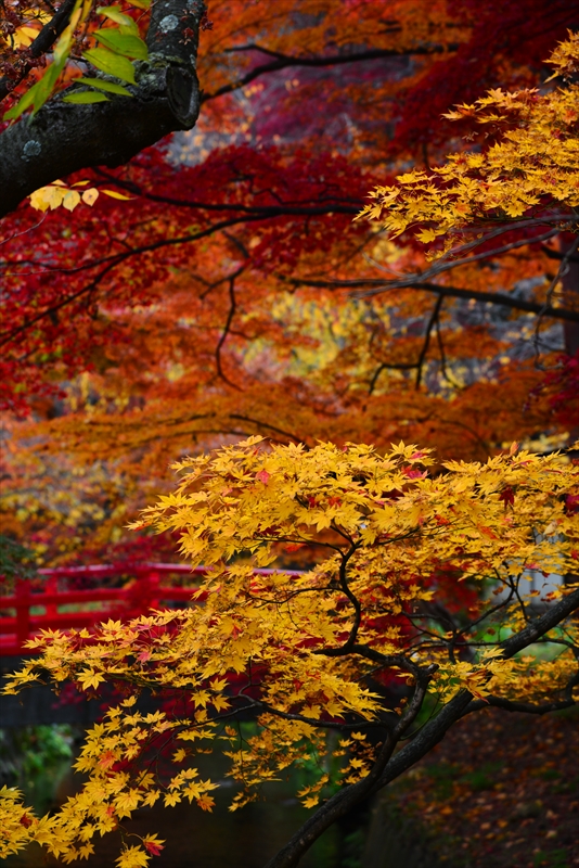 1030_弘前公園_青森