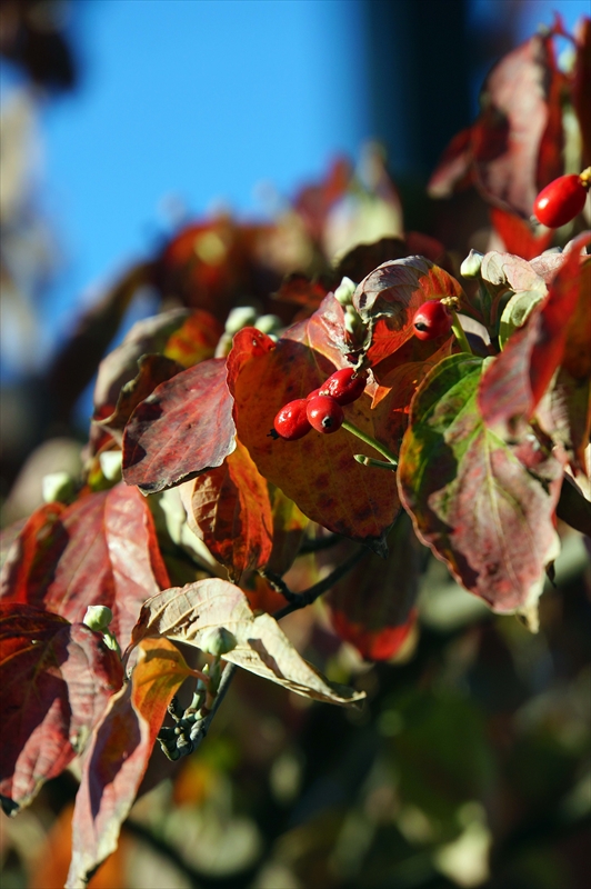 1141__横浜市新羽町_神奈川