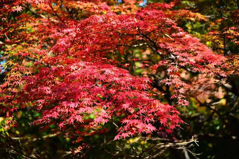 1030_游愁の美_日本