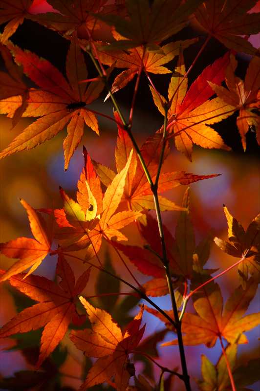 1032_游愁の美_日本