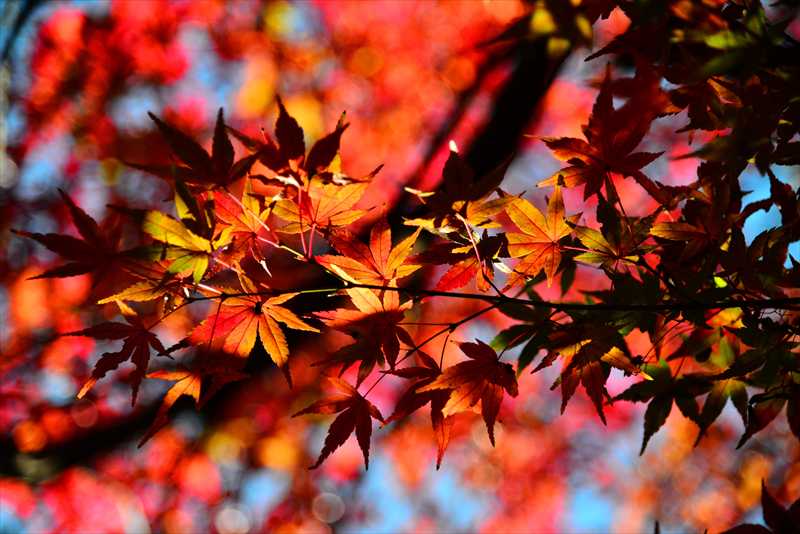 1034_游愁の美_日本