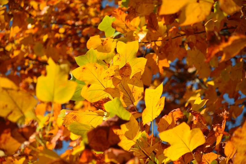 1038_游愁の美_日本