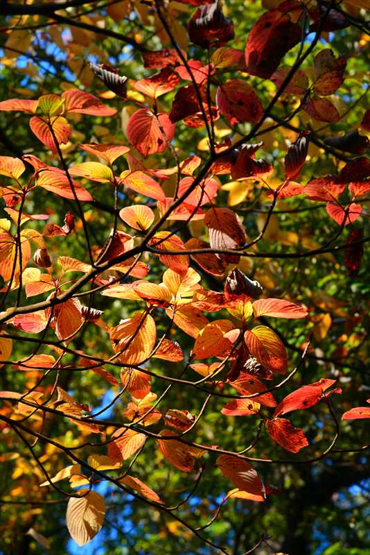 1041_游愁の美_日本