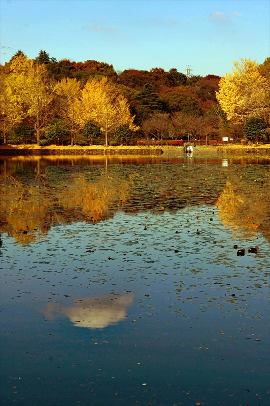 1046_三ッ池公園_神奈川