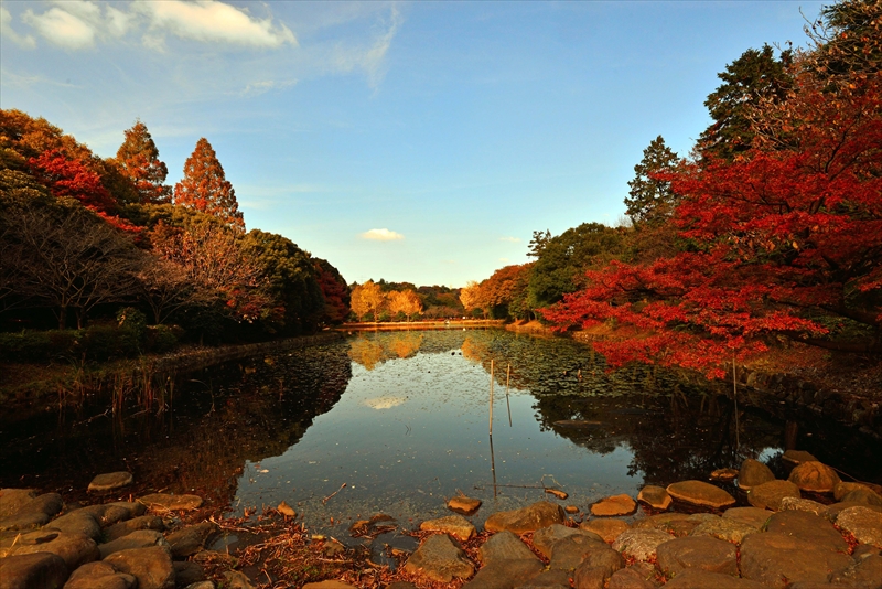 1047_三ッ池公園_神奈川